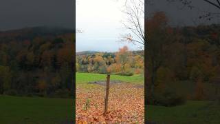 autumn in vermont 🤎 vermont fallcolors falltravel newengland [upl. by Landing499]