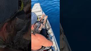 Η καλύτερησημαντική Ψαρια που έχω κάνει 🙏🙏 kayakfishing fishing ψάρεμα [upl. by Aicile]