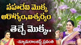 Sahadevi Plant Profits  Numerologist Sravanthi  First telugu devotional [upl. by Lefton312]