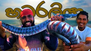 හබරලියා ‼ HABARALIYA ‼ Garfish BBQ ‼ wishwatiyubaya 🙄👣😲 [upl. by Tharp132]