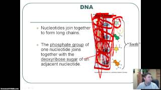 DNA Structure [upl. by Orrin]