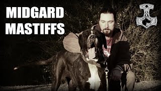 EXCLUSIVE INTERVIEW  DAVID ISHEE  MIDGARD MASTIFFS [upl. by Neville550]