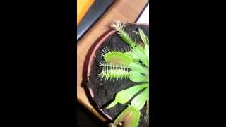 Dionea Muscipula cattura una cimice  Dionaea capture a bug [upl. by Kung]