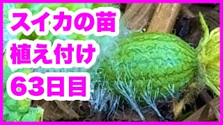 【園芸】スイカの苗 植え付け63日目 2024630 [upl. by An]