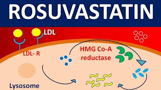 Rosuvastatin crestor  Mechanism side effects precautions amp uses [upl. by Aliek]