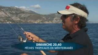 Pêches tropicales en Méditerranée [upl. by Aliuqahs]