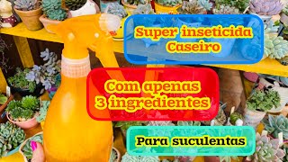 SUCULENTAS E PRAGAS  SUPER INSETICIDA CASEIRO COM APENAS 3 INGREDIENTES PARA SUCULENTAS [upl. by Nosiaj]