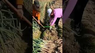 trending farming harvesting viral shorts youtubeshorts [upl. by Kehr]