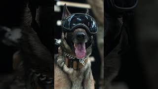 Army Military Working Dog [upl. by Ynoep]