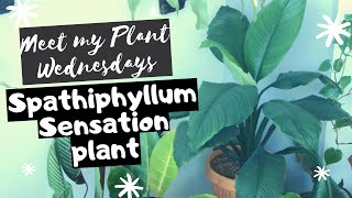 Meet My Plant  Spathiphyllum Sensation Plant  Ep 03 [upl. by Card462]