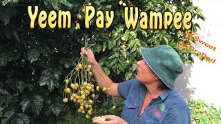 Grafted YeemPay Wampee  Sweetest of the Wampee Fruit Trees [upl. by Larue]