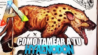 COMO TAMEAR A TU HYAENODON  Guia Español  Ark Survival Evolved [upl. by Meensat]