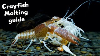 Pet Crayfish Molting Guide  5 Essential Tips [upl. by Schinica]