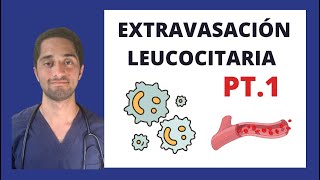 EXTRAVASACIÓN LEUCOCITARIA PT1  INMUNOLOGÌA [upl. by Wanfried954]