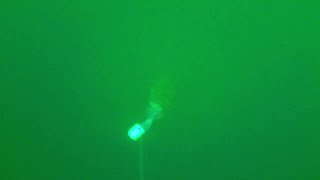 UNDERWATER LINGCOD VIDEO charter fishing [upl. by Toni713]