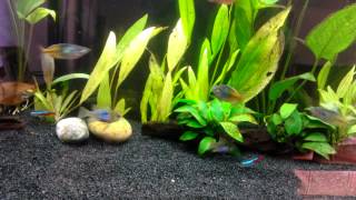 Rainbow fish juwel rio 240 update and tips [upl. by Binette887]