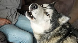 Talking Husky LOVES To Order His NAN About [upl. by Lolanthe]