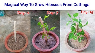 Easy To Grow Hibiscus from cuttings  how to grow hibiscus cuttings  hibiscus from cuttings [upl. by Mulford55]