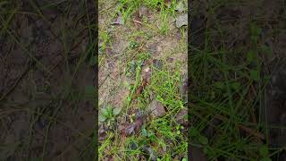 Clover growth update clover deerhunting deer outdoors homestead hunting wildlife hunt [upl. by Ivy]