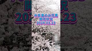 中目黒の目黒川沿いの桜 開花状況2024年3月23日夜 目黒川桜まつり photogenic 夜桜 [upl. by Klaus]