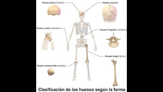 Histogénesis ósea tendones y ligamentos [upl. by Atwahs]