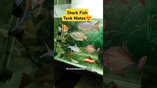 Shark Fish Tank Mates 😍 aquarium pets petsvlog petfish sharkfish shark trending shorts [upl. by Nalid]