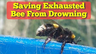 Allotment Emergency Saving Exhausted Bumble Bee From Drowning In Water [upl. by Niletak]