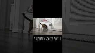 Cat is a talented soccer player [upl. by Ayeka]