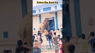 FC godam ko aati😭 nahin rate mara 😃trending elephant animals natureanimal YouTube short viral [upl. by Rafaela992]