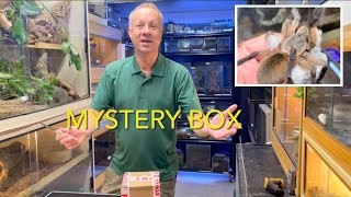 Mystery invert delivery unboxing amp moving my adult m Balfouri by hand…blue tarantulas [upl. by Weinberg]