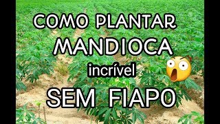 Como Plantar Mandioca Sem Fiapo Técnica Incrivél [upl. by Nosyerg]