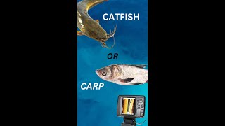 Carp vs Catfish [upl. by Sax]