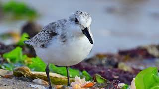 Der Sanderling stärkt sich am Spülsaum im Königshafen [upl. by Lavelle]