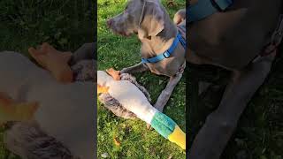 Weimaraner puppy SCHATTEN 6 month old October 2024 [upl. by Elleon]