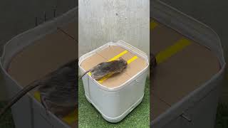 Best mouse ideasgood rat traps at home rat rattrap [upl. by Inoliel]