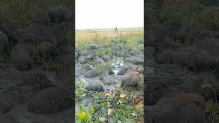 wild pigs animals video swines open pigs shorts [upl. by Narine]