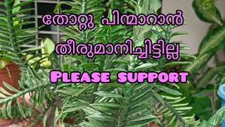 my plants  pedilanthus plant propagation  happy vlogs with geetha [upl. by Eelrefinnej]