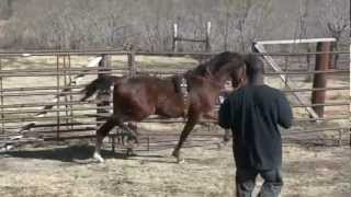 American Saddlebred Yearling Colt in training [upl. by Edbert]