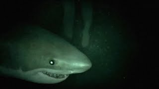 7 Most Disturbing SEA Encounters Caught On Camera [upl. by Joana]