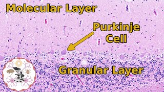 Cerebellar Histology  A Balanced Approach to Layers [upl. by Airlia]