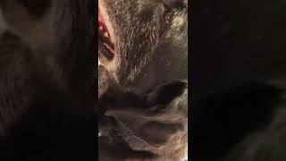 Laryngeal Paralysis in a Dog Example of what it sounds like and what it is [upl. by Notyad]