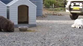 Wombats protected by Maremma dog at the sanctuary [upl. by Iram]