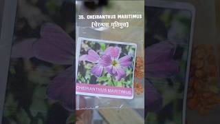 Cheiranthus maritimus🌸viralvideolovegardenplantssongseedsgardenseedsgardenflowersflowersfun [upl. by Dygall]