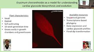 Gordon Younkin Biosynthesis and function of cardiac glycosides in the crucifer genus Erysimum [upl. by Nikola994]