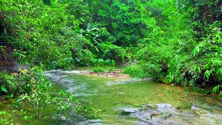 Best Nature Sounds for Relaxing Gentle Stream Sounds with Birds White Noise for Sleeping ASMR [upl. by Vigor828]