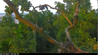 DC Eagle Cam 61917 Glorys Fledge from Nest Tree and Return [upl. by Namyl176]