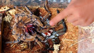 WORLDS LARGEST TARANTULA MOLTING RARE AND CREEPY  BRIAN BARCZYK [upl. by Ban]