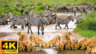 4K African Animals Virunga National Park  Amazing African Wildlife Footage with Real Sounds [upl. by Gnuy]