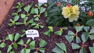 Rhododendron Propagation 2016 is Complete at Kincaids Nursery [upl. by Cosimo]