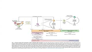 Hepato Renal Syndrome  oct 2023 [upl. by Ymor836]